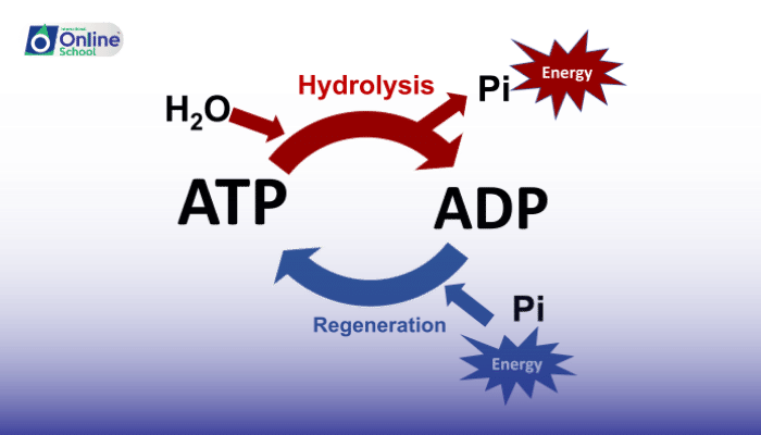 Lesson 03: Energizing Life: Oxidation-Reduction Reactions and the ATP-ADP Cycle
